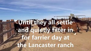 82 reactions | Our Lancaster, CA adoption and training facility is...