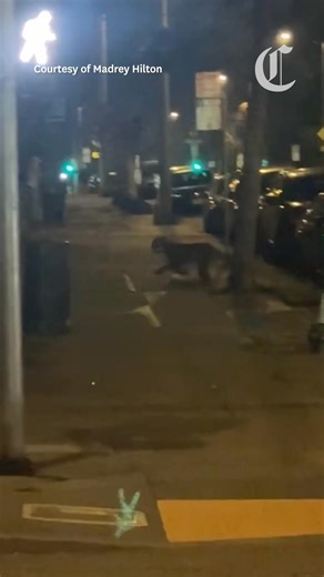 A mountain lion was spotted on video in San Francisco overnight Sunday and may still be at large in the city, S.F. Animal Care and Control said on Monday. | San Francisco Chronicle