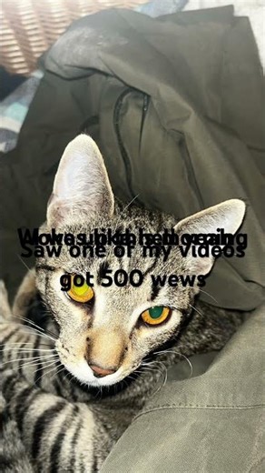 Mleb #cat #funny #subscribe