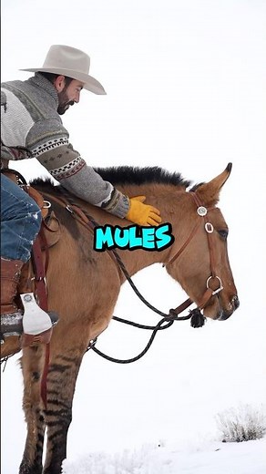 Something Mule Owners Should Know. #horse #mules #equestrian #horseriding #horsetraining