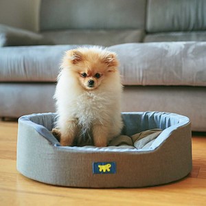 2.9K views · 79 reactions | Underneath that cuddly appearance lies an intelligent, lively and protective puppy. The Pomeranian fox: 100% energy in pocket size ⚡️ https://bit.ly/3x5tL6i | Ferplast World | Facebook