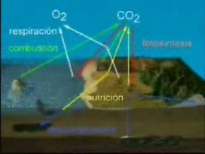 Ciclos