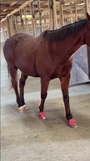 These Horses Learned Their Barn Routine FAST! 🐴❤️ #horses #barnlife #equine #stablelife