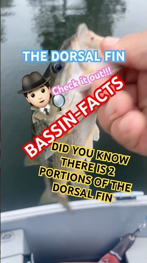 BASSIN-FACTS #11: Fishy Fins