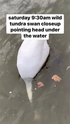 Discovering Cute Wild Swan | Looking For At Donau River Vienna 🇦🇹
