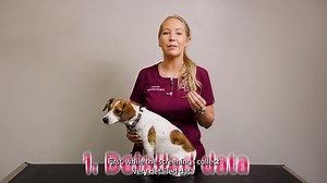  WELLNESS SCREENING: WHY IT’S IMPORTANT Is your dog aged 5 or over? A wellness screening is more than just routine – it’s an essential part of keeping your pet happy and healthy!  Watch this guide to find out what to expect in a wellness screening and why it’s important. Wellness screens are carried out by our veterinary nurses. | Hednesford Vets | Facebook