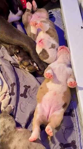 Rare Colored American Bully Puppies