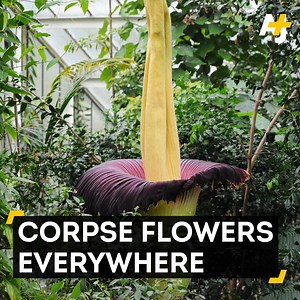 381K views · 1.4K shares | Corpse flowers all over the U.S. are blooming at the same time. What does it all mean? | AJ+ | Facebook