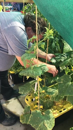 #foryoupage #foryou #fyp #xyzbca #zyxcba #hydroponics #hydroponic #garden #hydroponicsystem #seeds #gardener #entrepreneur #plants #plantlife