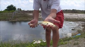 GOLDEN SHINER GOLD MINE - THROWING A BIG CAST NET FOR LIVE FISHING BAIT - HD