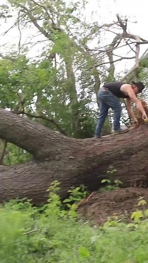 Salvaging Iowa’s biggest cherry tree #CherryTree #DIYProjects #GardenHacks #PlantRescue #NatureLovers #WoodWorking #CreativeGardening #TreeCare #SustainableLiving #SaveTheTrees | Matt Cremona