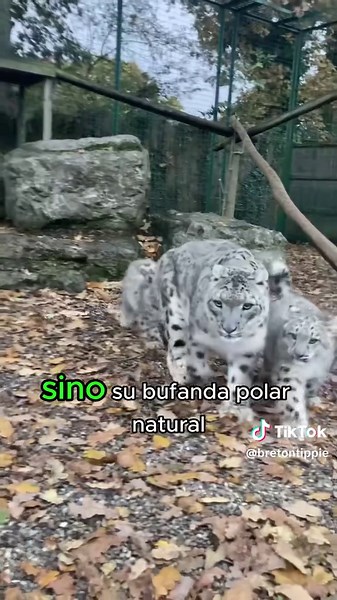 Cute Snow Leopards – Adorable and Funny Moments