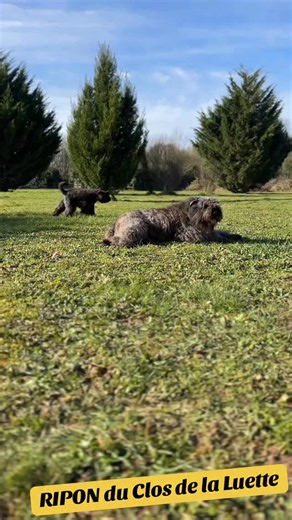 ❤️🌟Accueillez un BéBé Bouvier des Flandres du Clos de la Luette et transformez votre quotidien en bonheur🌟❤️ 💌✉️💌n’hésitez pas à nous contacter💌✉️💌 🦬 🦬 🦬 🦬 🦬 🦬 🦬 🦬 🦬 🦬 🦬 🦬 🦬 🦬 🦬 ❤️🌟Welcome a Puppy Bouvier des Flandres from the Clos de la Luette and transform your daily life into happiness🌟❤️ 💌✉️ 💌Don’t hesitate to contact us 💌✉️💌 RIPON du Clos de la Luette 🦬🦬❤️❤️ The Bouviers from the Clos de la Luette 💚♥️🧡🦬🧡💚♥️🦬 Pure Happiness 🦬🦬🦬🦬🦬 #bouvier #bouviersdesf