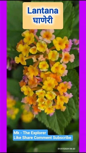 Lantana