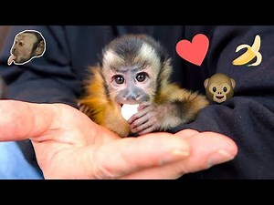 Capuchin Monkey Brothers Try Banana Yogurt Bites!