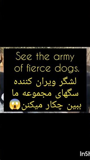 لشگر سگ‌های روانی؛ نبینی باختی!نسخه Crazy Dog Army – Don’t Miss It!#سگ #dogs #dog #dogvideos #سگها
