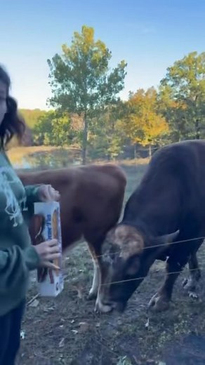 Anyone else go through a box of oatmeal cream pies a day? No one? Just us? Oh… #redfordthebull #ralph #oatmealcreampie | Brent Loughridge