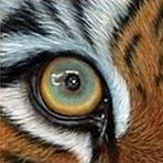 Boys Varsity Football • Video