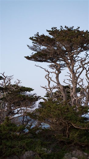 Mirai on Instagram: "Design better bonsai. Grow better bonsai. Understand better bonsai. Receive timely reminders and short tutorials telling you what to do for your bonsai trees and when to do it with the Mirai Mobile App. Click the link above, get the app, and build your skills to make better bonsai. . . . . . . . #bonsai #bonsaitree #bonsaiartist #bonsaitrees #bonsaiart #bonsaiapp #cupressus #cypress #pointlobos #california #california_surf #californiacoast #forest #bonsaiforest #forestcreati