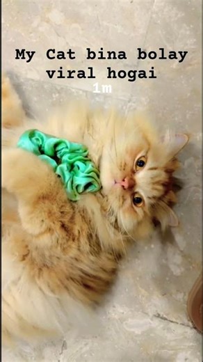 My cat is angry and went viral without saying a word #shorts #youtubeshorts #cat #catsound #angrycat