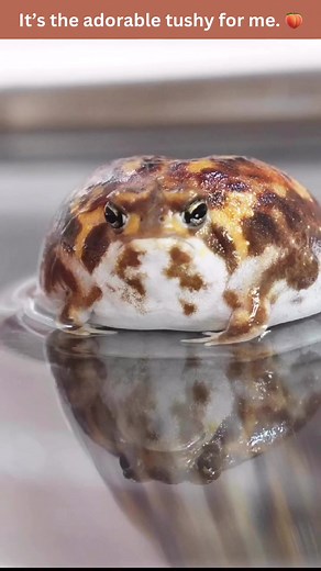 Cutest Froggie Tushy! 🍑 #froggie #cutiepie #adorbale #animallove #lol #animals #funnypets #pet #nature #cute #funnyanimals #adorable #pets #animal #cutepetclub #adorableanimals #familyfriendly #socute #animalvideosforkids #kidfriendly #cuteanimals #cutepet #funnymemes #animalmemes #amusinganimals #trending #viral #kidfriendlycontent #animaltok