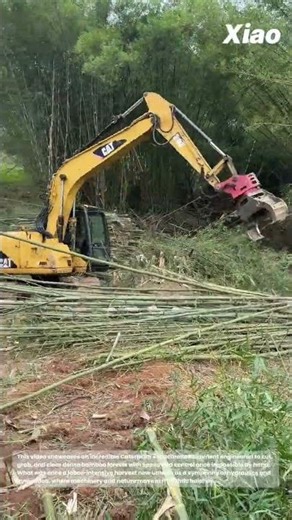 Caterpillar Excavator Attachment Cuts and Clears a Bamboo Forest: The Modern Way to Harvest Bamboo