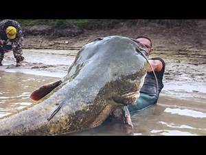 10 Biggest River Monsters Ever Caught ।। 10 Abnormally Large River Monsters Ever Caught । Deadliest