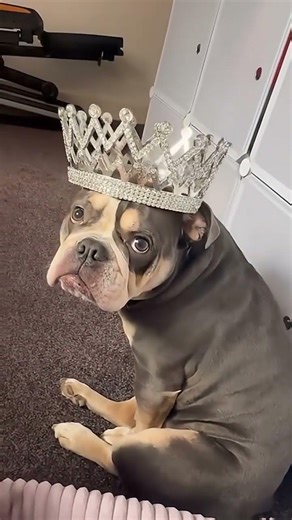 Bully prince or princess?😱 #americanbully