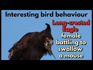 Long-crested Eagle female battling to swallow a mouse
