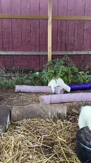 Bus i utegården 🌱🪾 | Birchmoor Ferrets