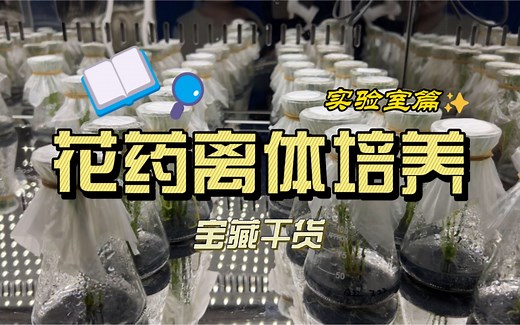 米科普｜360度全景解析花药离体培养！这次从田里来到了实验室～