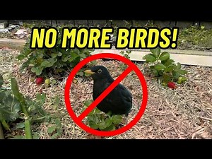 Keep your strawberries safe from birds with this build