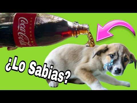 Coca-Cola en tu PERRO el TRUCO que todos deberían conocer