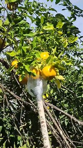 912K views · 13K reactions | Melhor tirador de frutas que já vi! | Manifaco Desafios | Facebook