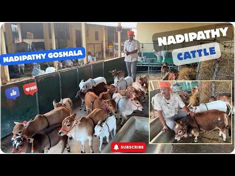 World’s Smallest Cows that grow in homes | Nadipathy Cattle (Just 1-2 Feet Tall )