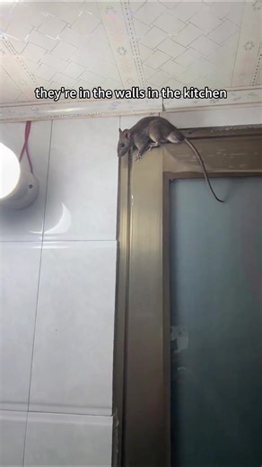 Why Traps Aren't Enough for Pest Control