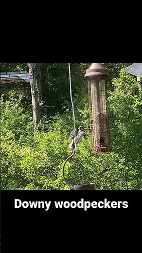 Downy woodpeckers in flight (slow motion)