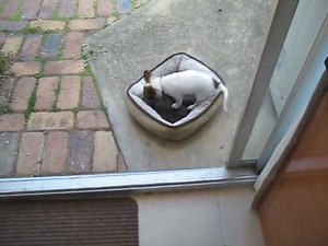 38K views · 2.7K reactions | What can I say.......Daisy the Bat Dog does the Roomba! Daisy is our Batzilla the Bat mascot and she keeps me smiling through the darkest of days. Universally loved by all who meet her, Miss Daisy has a boyfriend named Wolfie and an elderly kitty sister named Mia Zora Hamburger (our son was only four when kitty came to live with us and he had naming rights!) :) | Batzilla the Bat | Facebook