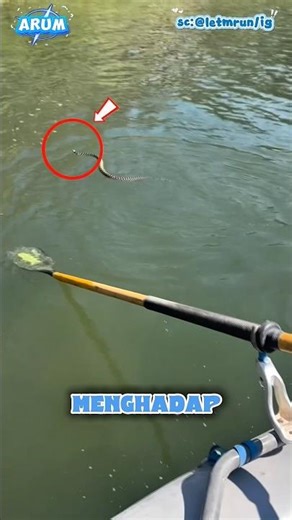 Ular ini cukup aneh setiap di buang selalu kembali😱