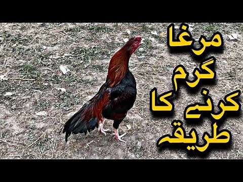 Murge Ko Garam Karne ka Tarika | Aseel Murga Powerful Food