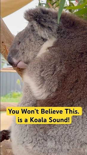 You Won’t Believe This is a Koala Sound! #koala #short #shorts #viral #viralvideo