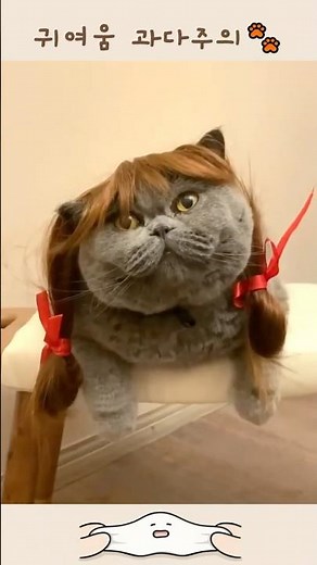 🐾 보면 나갈 수 없음… 귀여운 고양이 짤 모음 💗