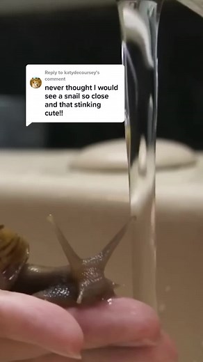Adorable Snails Making Cute Squeaking Noises