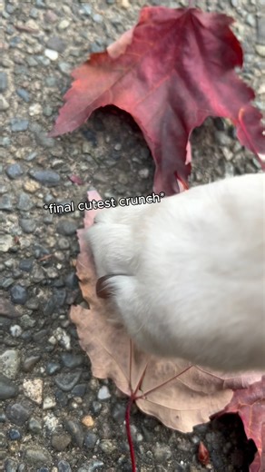 The best treat for Halloween is those crunchy, crunchy leaves from our urban forests 🍂 (just watch out for those tricks left beneath by the neighborhood doggery). As we end Urban Forestry Month, we can’t help but celebrate our urban forests here in Washington, and also continue our hard work to expand tree equity throughout our state. Access to tree canopies and green spaces isn’t just important for leaf crunching (I know…even though it is our favorite), it also plays a big role in air quality 