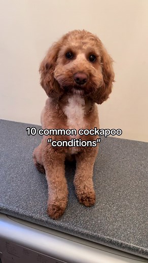 Send help #dog #dogtok #dogsoftiktok #cockapoo #treaclethecockapoo | cockapoo