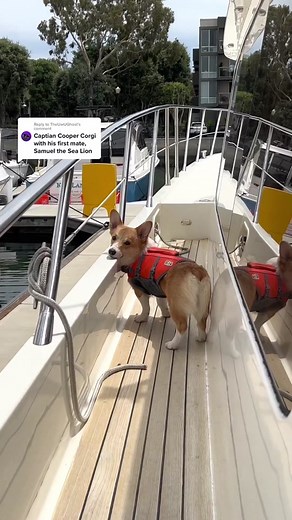 Two Corgis Are Better Than One! Meet Obi, the First Mate Corgi 🐶⚓️