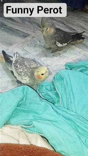 funny Perot 🦜MOTi playing with stolar😘