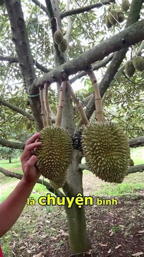 Sầu Riêng 70 Ngày Trái Đã Hết Rụng | Nông Nghiệp TKA