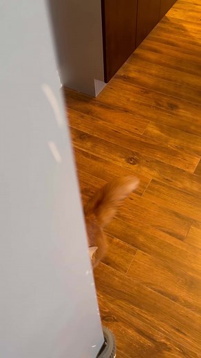 52K views · 8.1K reactions | Where is Pudding?!  | The Oreo Cat | Facebook