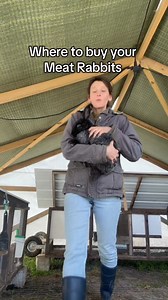 Where to buy your meat rabbits. ##MeatRabbits##HomesteadLife##RaisingRabbits##BackyardMeat##HomesteadAnimals##SelfSufficientLiving | Magabeleah